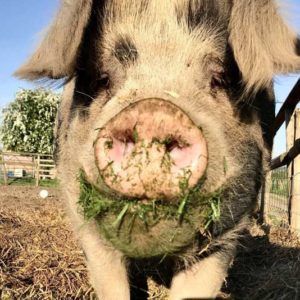 I'm Pete, and I live at the Farm Animal Sanctuary (Evesham, Worcestershire)