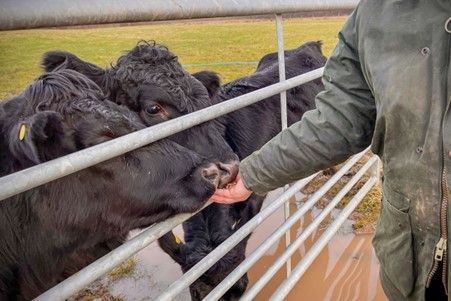 There's a Meet the Mini Moos with Afternoon Tea for Two in Shropshire