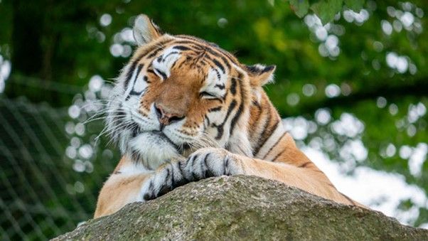 Meet the Tiger Experience at Dartmoor Zoo, Devon, for two