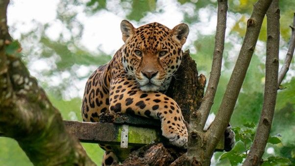 Have a Big Cat Keeper Experience for Two at Dartmoor Zoo