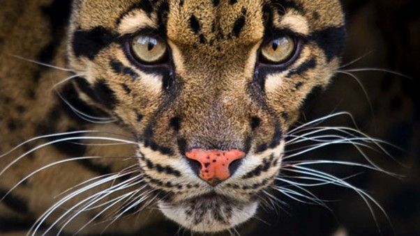 Find out more about the chance to have a Big Cat Experience at the Big Cat Sanctuary in Kent