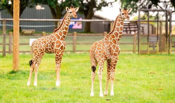 The reticulated giraffe is endangered, so the new arrivals at Whipnsade are important