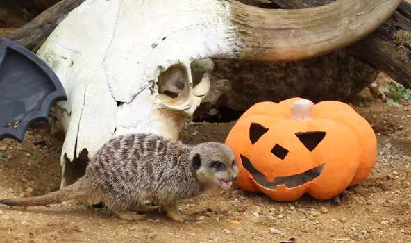Boo to the Zoo takes place for Halloween from 26th October to the 3rd November 2024