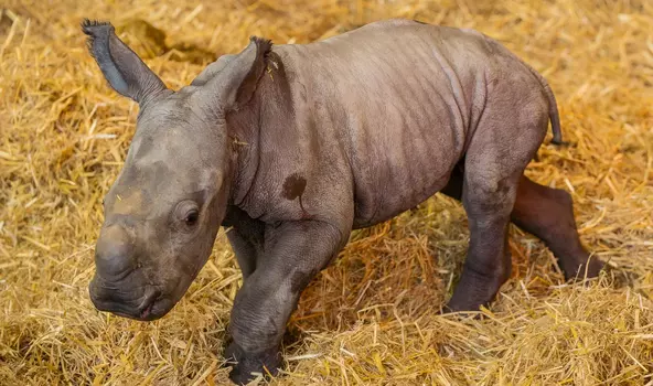 Welcome to the world, little one!