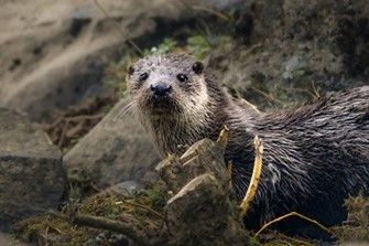 This is a chance to help with Go Wild Scotland's conservation work