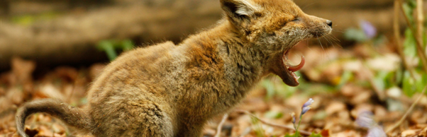 Take part in the Wildlife Quiz Poo with the London Wildlife Trust
