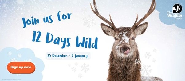 Take part in the Wildlife Trust's 12 Days Wild