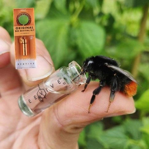 Take a look at this Beevive Bee Revival Kit Keyring!