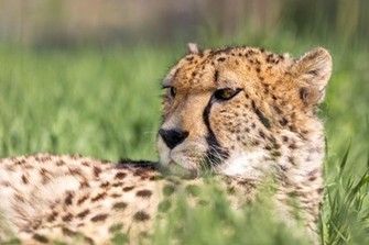 There's a Big Cat Encounter in Kent!
