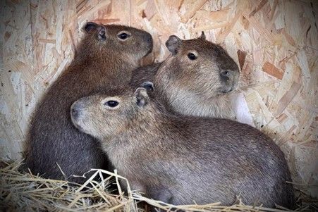 There's a Millets Wildside Capybara Encounter for Two in Oxfordshire
