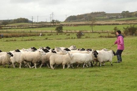 What about a Sheepdog Training Day in West Yorkshire?