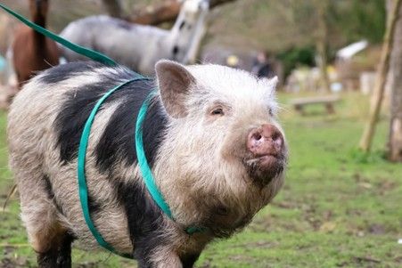 There's a Piggy Walk & Play Experience for One with Sweet Treats and Tea for Two at Huckleberry Woods
