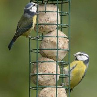 There's a special offer on super suet ball boxes 