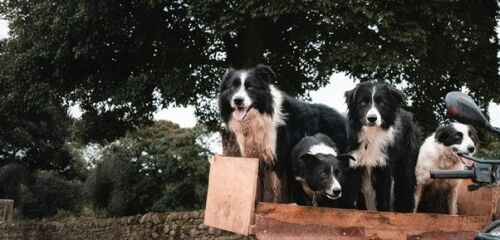 There's a Sheepdog Experience in Cheshire