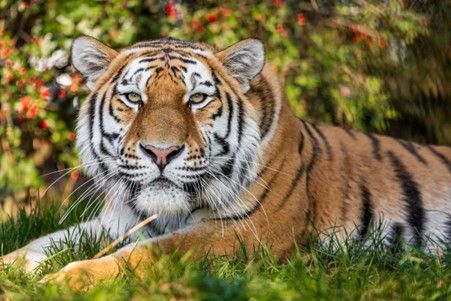 Head to Kent for a Group Big Cat Photography Day with Lunch
