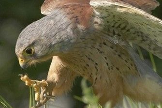 There's Millets Wildside Full Day Wildlife Photography Experience in Oxfordshire