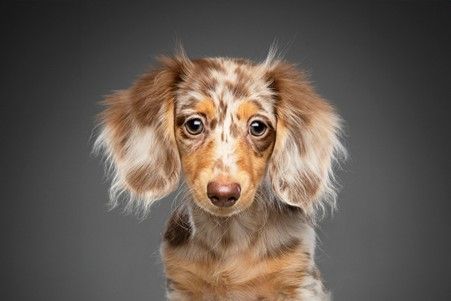 Virgin Experience Days have a number of pet photoshoot experiences, including this one, Venture Studios Newborn Pet Photoshoot, Image and Frame