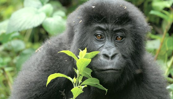 The endangered Eastern Lowland Gorilla