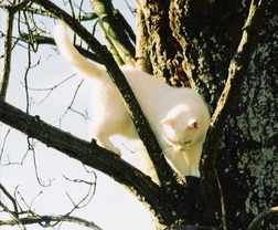 What? A programme on cats?  This I must see!  Must come down from this tree!