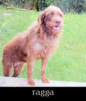 Animal House Jamaica Ragga