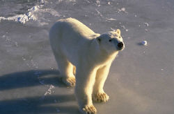 It's easy to help polar bears - scroll down the page to see how you can make a difference