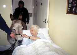The donkeys visiting the elderly bring great joy and love