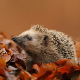 Help hedgehogs