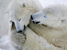 Click here for info about a polar bear watching tour in Canada