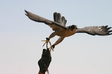 Extended Falconry 