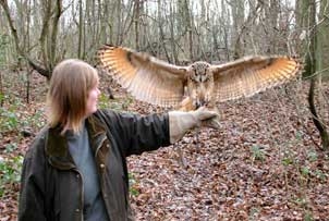 Introduction to Owl Handling in Kent, Fife or Northamptonshire