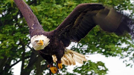 Eagle Handling Experience in Kent