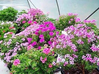 selection of mature scented leaf pelargonium