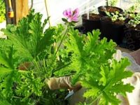 <!-- 220b -->camphor rose scented leaf pelargonium