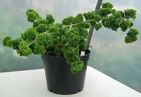 <!-- 580b -->graveolens bontrosai scented leaf pelargonium