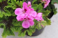 <!-- 610b -->hemley scented leaf pelargonium