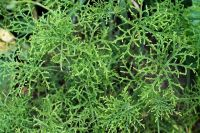 <!-- 875b -->radens scented leaf pelargonium