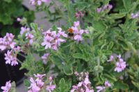 <!-- 910b -->robers lemon rose scented leaf pelargonium