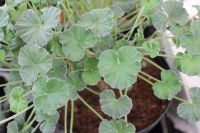 <!-- 942b -->sidoides scented leaf pelargonium