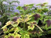 <!-- 960b -->tomentosum chocolate mint scented leaf pelargonium