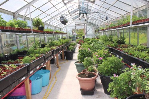 scented pelargonium specialist growers