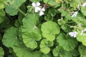 apple pelargoniums<br> scented leaves
