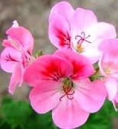 apricot peach pelargoniums<br> scented leaves