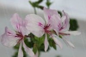lime pelargoniums<br> scented leaves