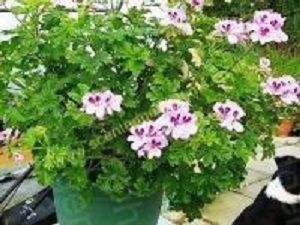 nutty pelargoniums<br> scented leaves