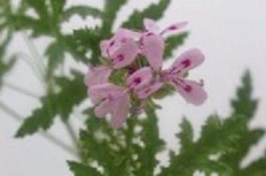 woodsy earthy pelargoniums<br>scented leaves