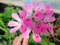 scented pelargonium pink capricorn scented geranium