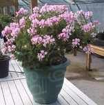 scented pelargonium birdbush bobby scented geraniums plants
