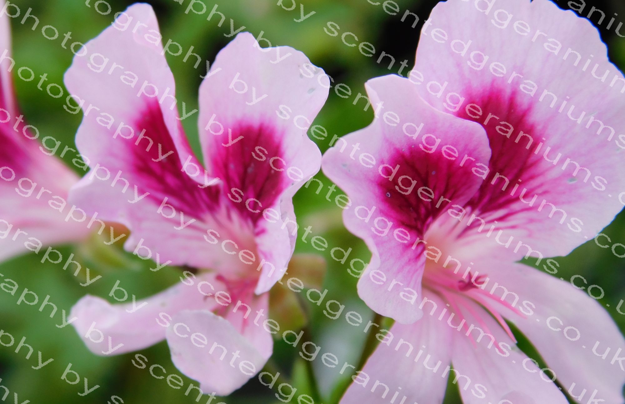scented pelargonium solferino