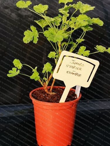 scented geraniums example of a jumbo starter plant