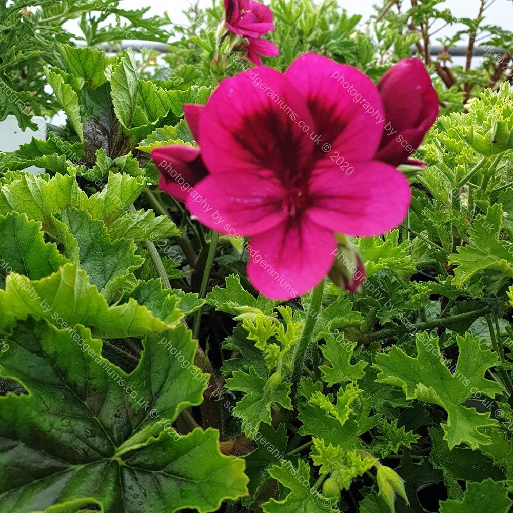 Pelargonium ashby scented leaf